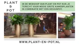 Bloei interieur beplantingen