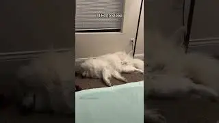 I like to sleep all the time 😂 #dogs #puppy #samoyed #cutepuppy #video #cutiepie
