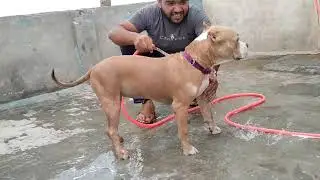 How to remove ticks and fungal infection || the dog expert