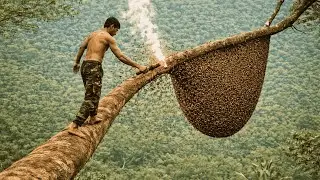Forest Honey Harvest 2026 | Solo Wild Honey Harvest in the Deep Forest