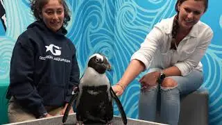 Penguin Encounter at Georgia Aquarium