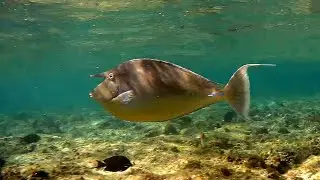 Bluespine unicornfish (Naso unicornis), Синешипая рыба-носорог, Носач настоящий