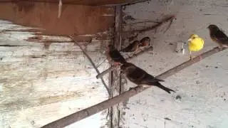 Twites & redpolls