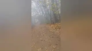 11/05/2024|Walking through Forest Post Fire Inhaling heavy Smoke(Fourth Time)after voting for Trump