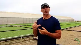 How are Vegetables Grown in a Nursery?