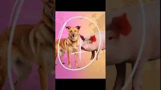 Dog 🐕 mixing with Pig 🐖- Cute and Funny hybrid animal #cuteanimals #mixinganimals #dog #pig