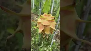 Today&rsquo;s dragon fruit harvesting