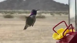 hummingbird california arizona desert boondocking RV wildlife