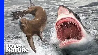 Sea Lion Pup vs. Great White Shark
