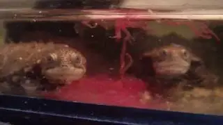 Pelusios adansonii hatchlings, almost the first feeding.
