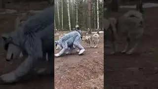 Will the Wolves Accept Him? 🐺 A Wolf Costume in the Forest #shorts