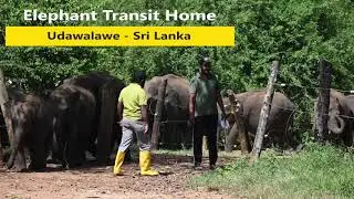 Elephant Transit Home, Udawalawe - Sri Lanka, Shutters By Saprasad