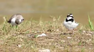 Relaxing time of Two tiny birds Little ringed plover & Little stint 