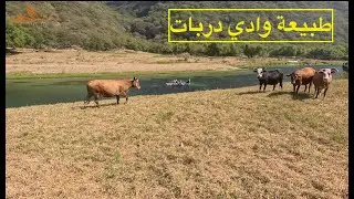 رحلة الى وادي دربات ..من أجمل الأودية بمحافظة ظفار.. طبيعة بكر جميله جدا وبحيرات صافية