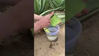 Hidrata&ccedil;&atilde;o Caseira Perfeita com Babosa 😉