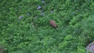 Barking Deer in Pangot Forest