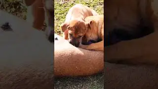 Mother dog feeding her adult babies