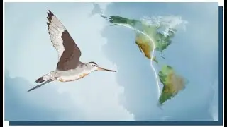LIVE #83: Prepare for the Fall Bird Migration! Citizen science, film screening opportunities & more