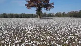 Upland cotton