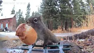 Here's Squeeks the squirl enjoying some snacks.
