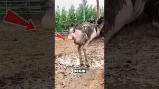 ШОКИРУЮЩАЯ правда о методах сбора страусиных яиц