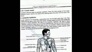 Structure role lymph vessel lymph capillary and lymph trunk 12