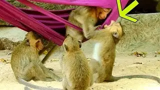 Ah!!! Little Monkeys Sit To Play On Hammock | Why They Do Funny Thing Like This haha! In Mila Group