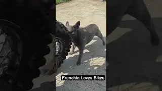 Frenchie Loves Bikes 🥹❤️ ❤️| Cute Funny French Bulldog Puppy🐶 #puppy #shorts #dog #cute #bike