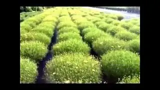 Best Perennials - Coreopsis Creme Brulee (Tickseed)