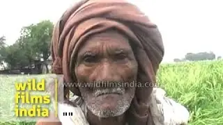 Indian farmer cries as rain has damaged his crops