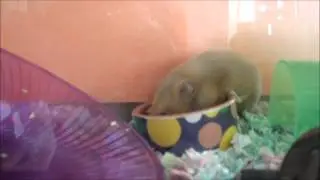 About Hamster Teeth - LAHF