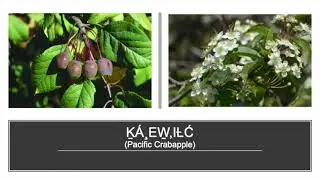 Ḵ&Aacute;,EW̱,IȽĆ Pacific Crabapple