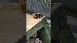 Gehoornde Metselbij aan het paren