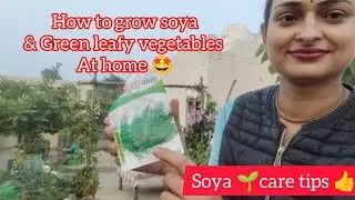 Как выращивать сою и листовые овощи дома 🤩/советы по уходу за соей 👍 #садоводство #огород