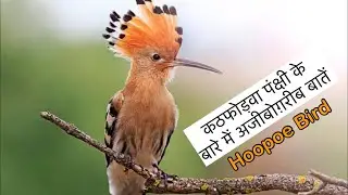 22 interesting facts about woodpeckers || Interesting facts about Hoopoe birds in Hindi