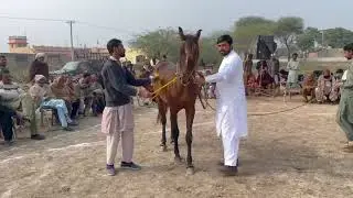 Is Horse Dance Ne Video Ko 100% Viral Bana Diya 🚀