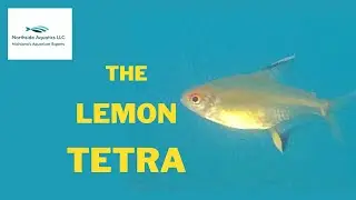 Lemon Tetra Spotlight.