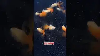 fishery Colorful Angelfish Colorful God Fame fish Goldfish #short#shorts