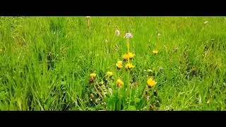 DJI MAVIC Short Spring Editing