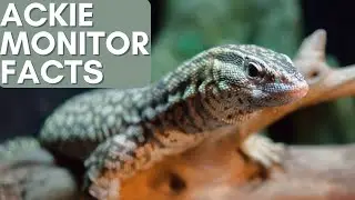 Ackie Monitor Facts you might not know!