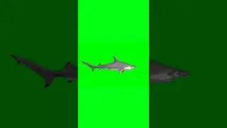 Hammerhead Shark swimming green screen animation video #shorts