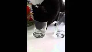 Cat drinking water from the glass