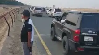 Saluki dog ready for race in Dubai