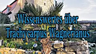 Wissenswertes über Trachycarpus Wagnerianus