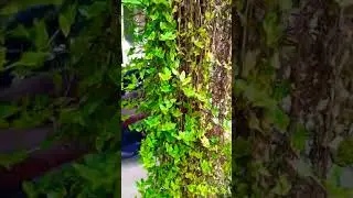 Fast growing plants# long turtle vine#hanging plants#shorts_video