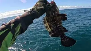 #pescaria aproximadamente 20 milhas da costa #pesca#fishing #oceanic #videoviral 