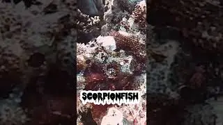 scorpionfish