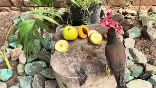 Common Myna Bird | Common Beautiful Myna Bird | Myna | Noisy Minner | Common Myna | Asian Myna |