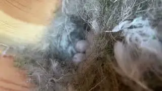 Blue Tit Nest And Eggs | 11 Eggs | Nest Box