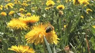 Lebensraum Wiese - Einheimische Tiere und Pflanzen Trailer MedienLB